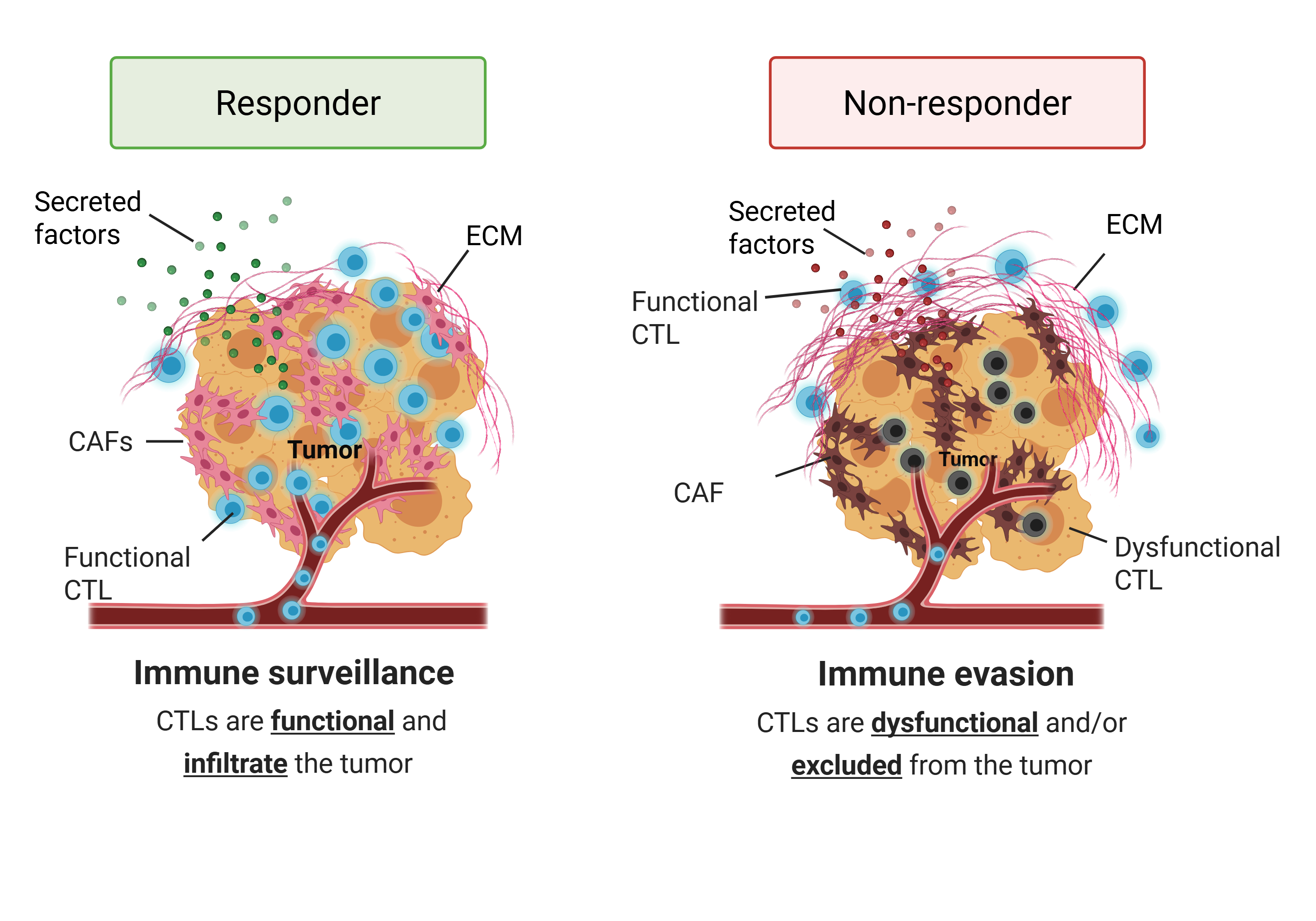 Comparison between responder and non-responder tumors showing immune surveillance vs immune evasion mechanisms